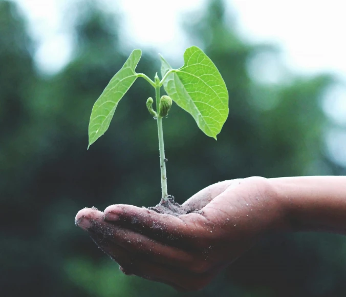 Porquê investir em aparelhos ecológicos?